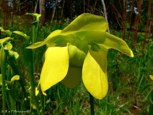 {Sarracenia oreophila}